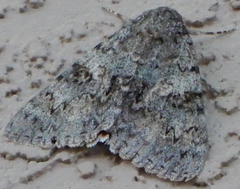 Catocala semirelicta