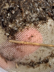 Tryonia quitobaquitae