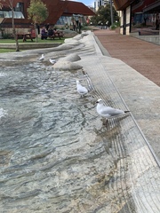 Chroicocephalus novaehollandiae