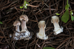 Inocybe curvipes