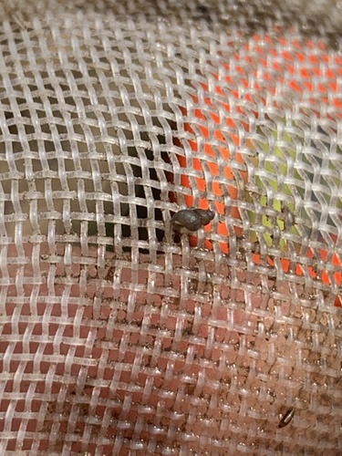 Quitobaquito Springsnail