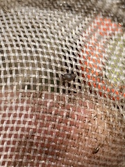 Tryonia quitobaquitae