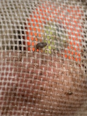 Tryonia quitobaquitae