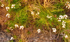 Alania cunninghamii
