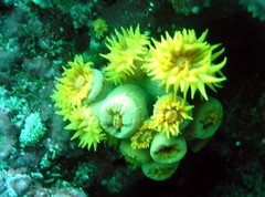 Tubastraea