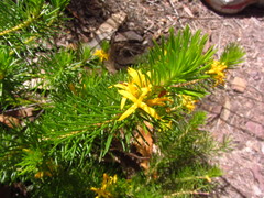 Persoonia chamaepitys