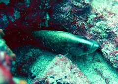 Rypticus bicolor