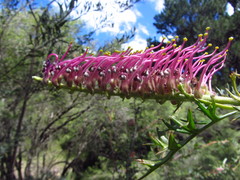Grevillea acanthifolia