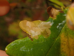 Tischeria ekebladella