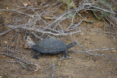 Melanochelys trijuga