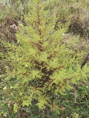 Artemisia annua