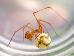 Propostira quadrangulata