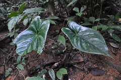 Anthurium ochranthum