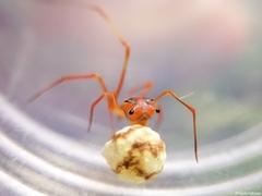 Propostira quadrangulata