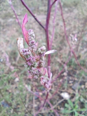 Amaranthus