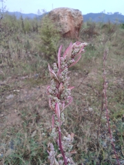 Amaranthus