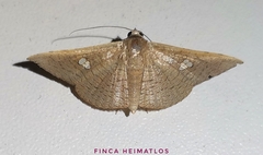 Banisia