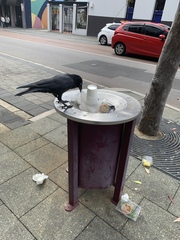Corvus coronoides perplexus