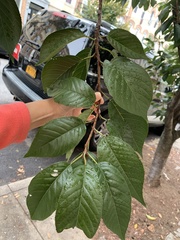 Prunus