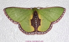 Synchlora astraeoides