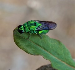 Stilbum viride