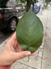 Prunus