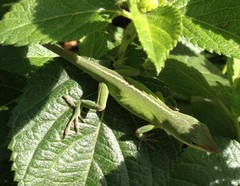 Anolis carolinensis