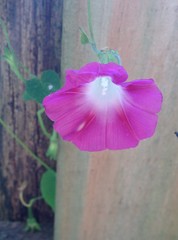 Ipomoea purpurea