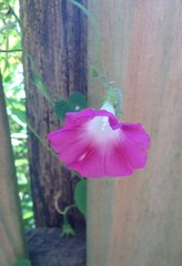 Ipomoea purpurea