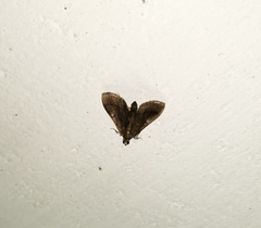 Almonia