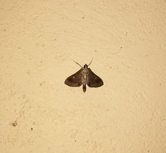 Almonia