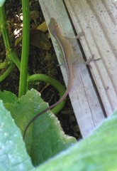 Anolis carolinensis