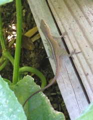 Anolis carolinensis