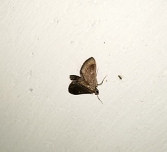 Almonia
