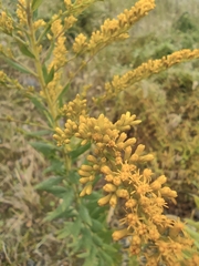 Solidago canadensis