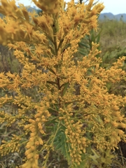 Solidago canadensis