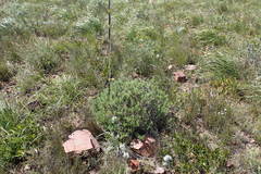 Berkheya angustifolia