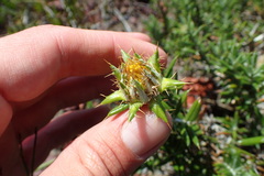 Berkheya angustifolia