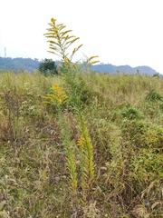 Solidago canadensis