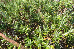 Berkheya angustifolia