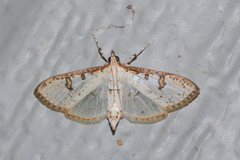 Palpita illibalis