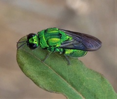 Stilbum viride