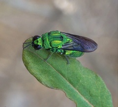 Stilbum viride