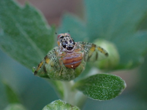 Sredozemna voćna muha (Ceratitis capitata)