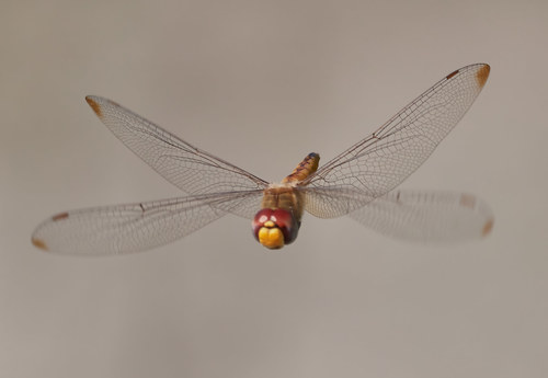 Wandering Glider, photo 8 of 10