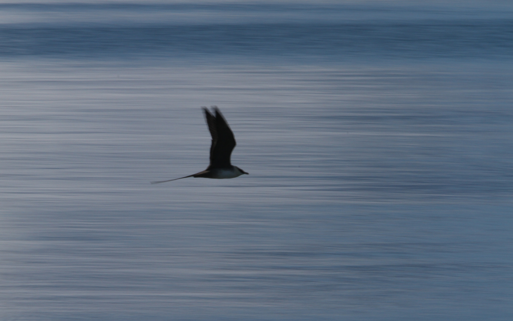 Long-tailed Jaeger