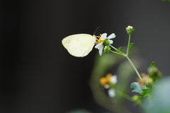 Eurema blanda