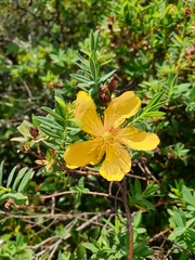 Hypericum revolutum