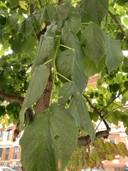 Tilia