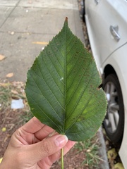 Tilia
